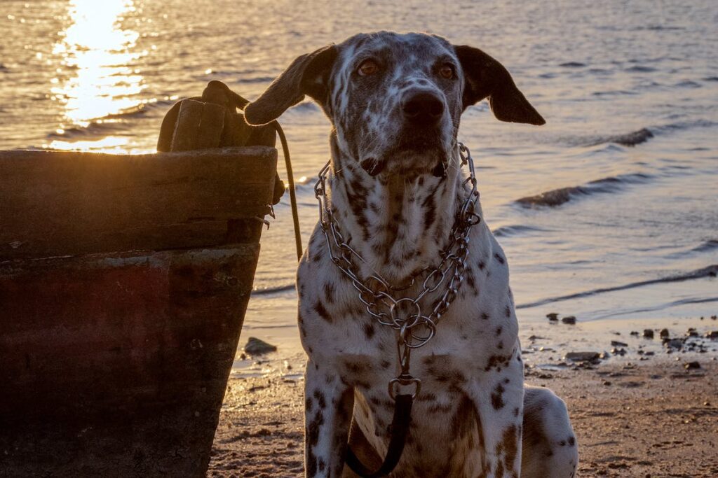 hospedagem e hotelzinho creche para PET Lylicas Dog Hotel raca de cachorro dalmatian dalmata 1