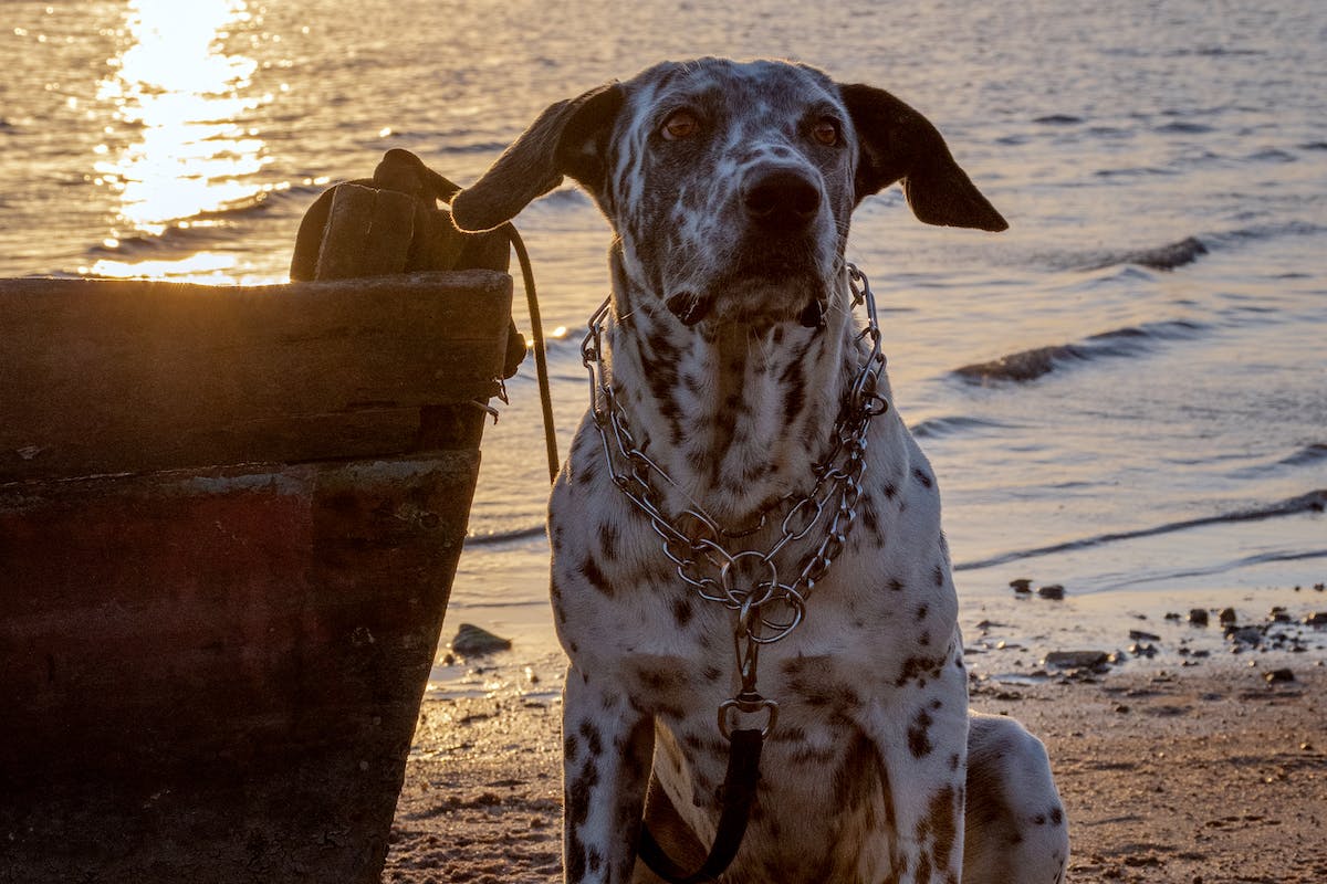 hospedagem e hotelzinho creche para PET Lylicas Dog Hotel raca de cachorro dalmatian dalmata 1