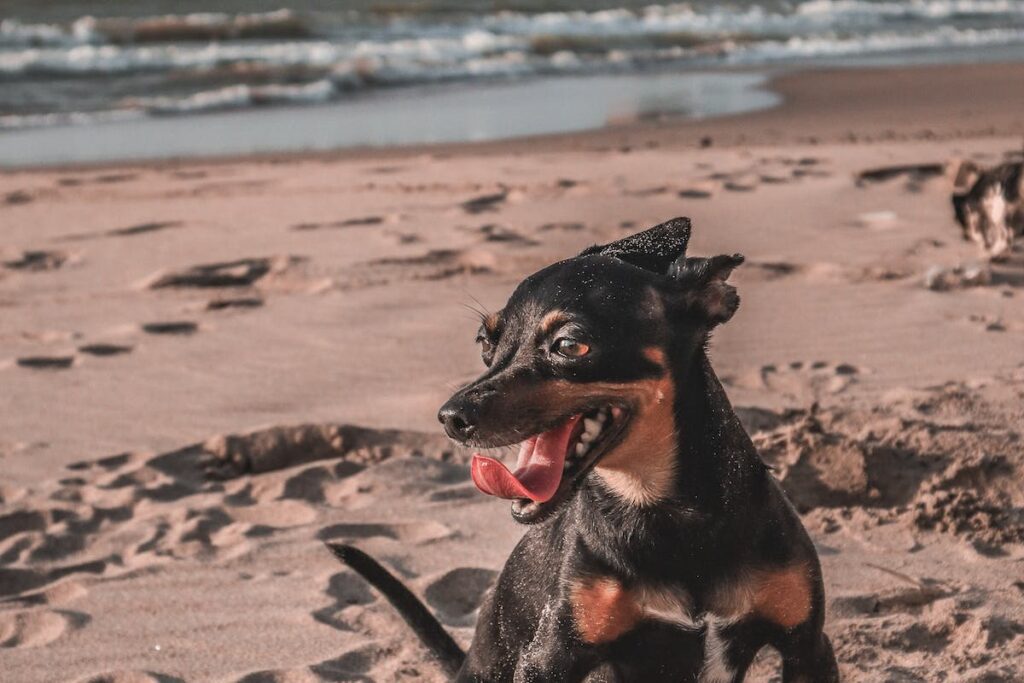 hospedagem e hotelzinho creche para PET Lylicas Dog Hotel raca de cachorro doberman pinscher 1