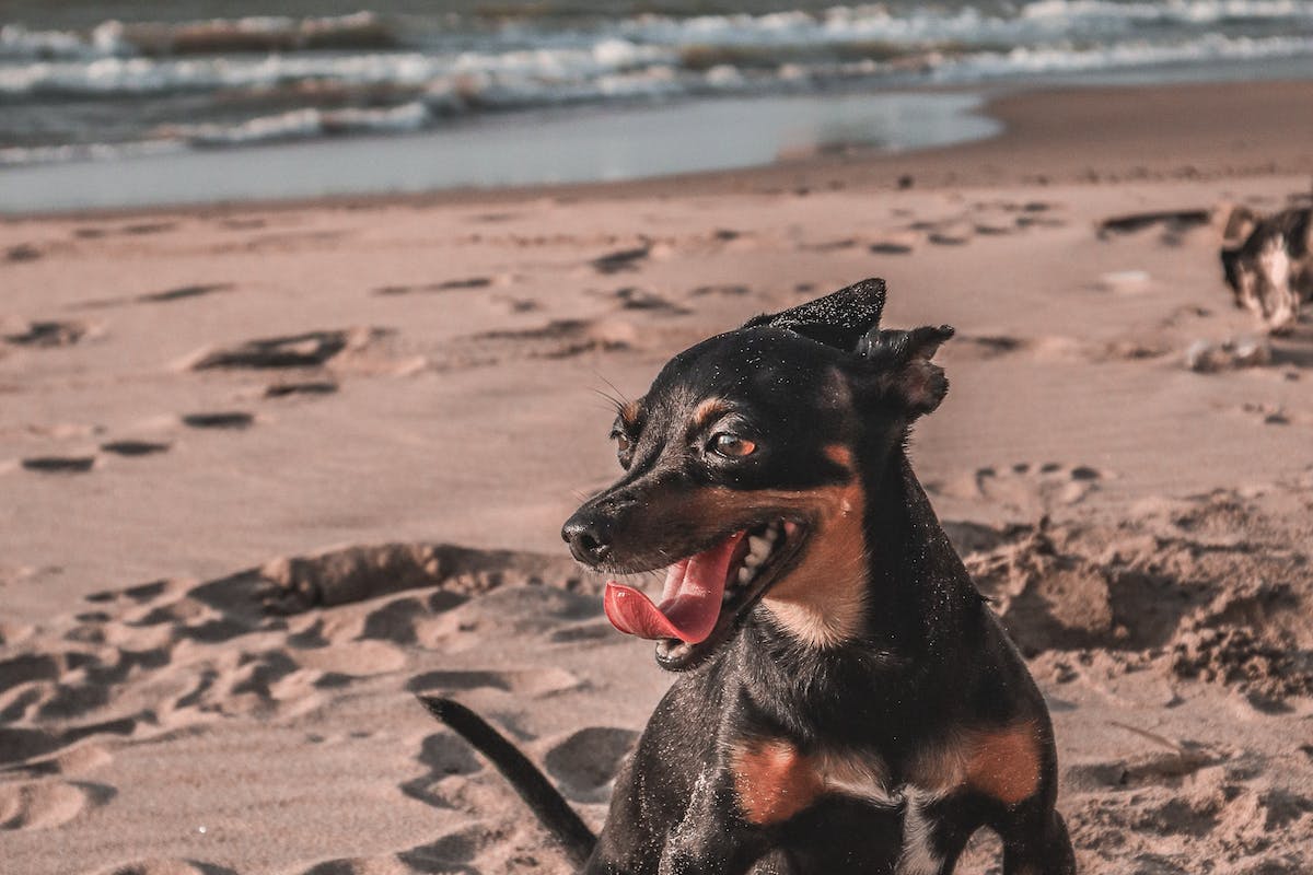 hospedagem e hotelzinho creche para PET Lylicas Dog Hotel raca de cachorro doberman pinscher 1
