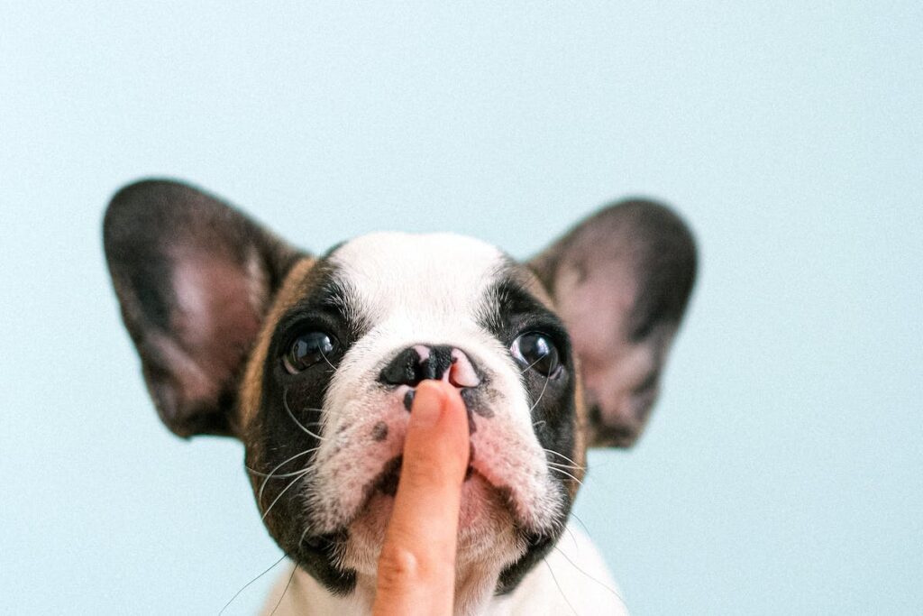 hospedagem e hotelzinho creche para PET Lylicas Dog Hotel raca de cachorro english bulldog 40