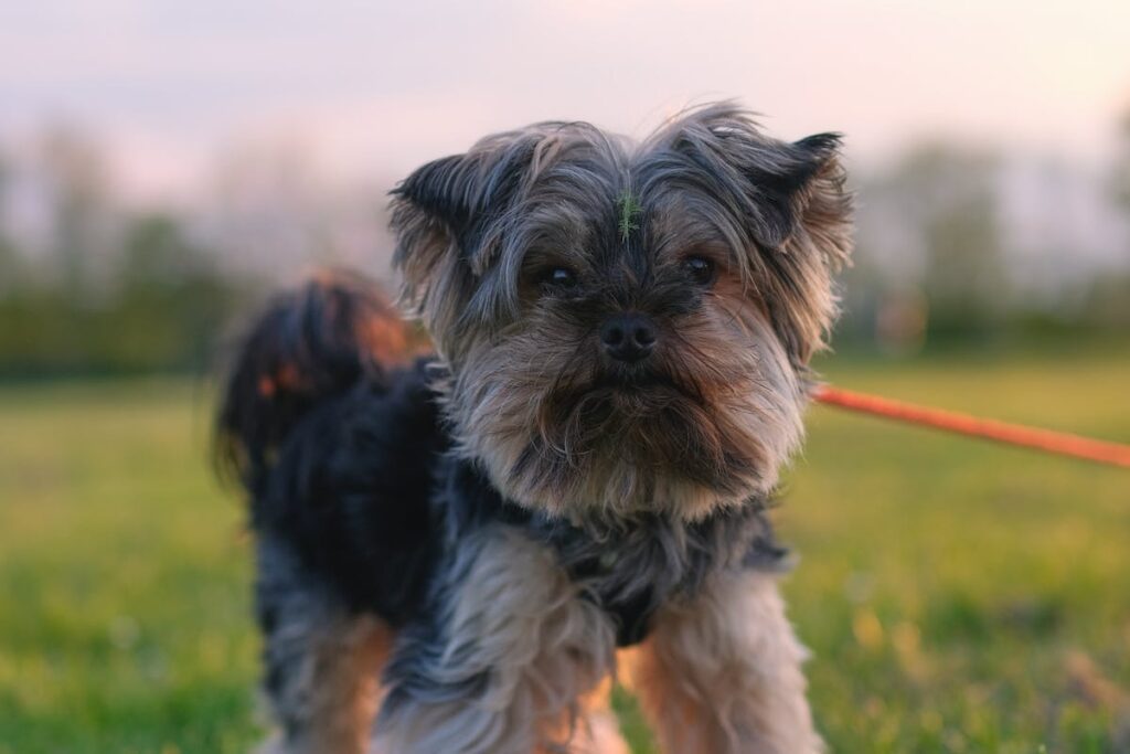 hospedagem e hotelzinho creche para PET Lylicas Dog Hotel raca de cachorro glen of imaal terrier