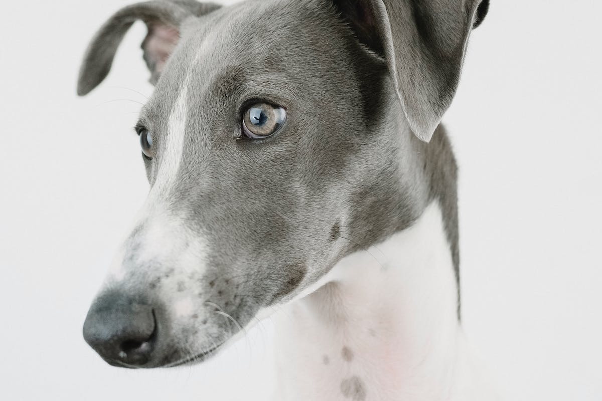 hospedagem e hotelzinho creche para PET Lylicas Dog Hotel raca de cachorro greyhound