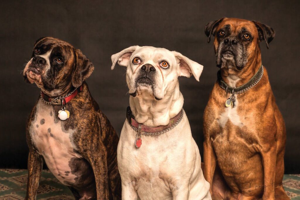 hospedagem e hotelzinho creche para PET Lylicas Dog Hotel raca de cachorro hamilton hound 30