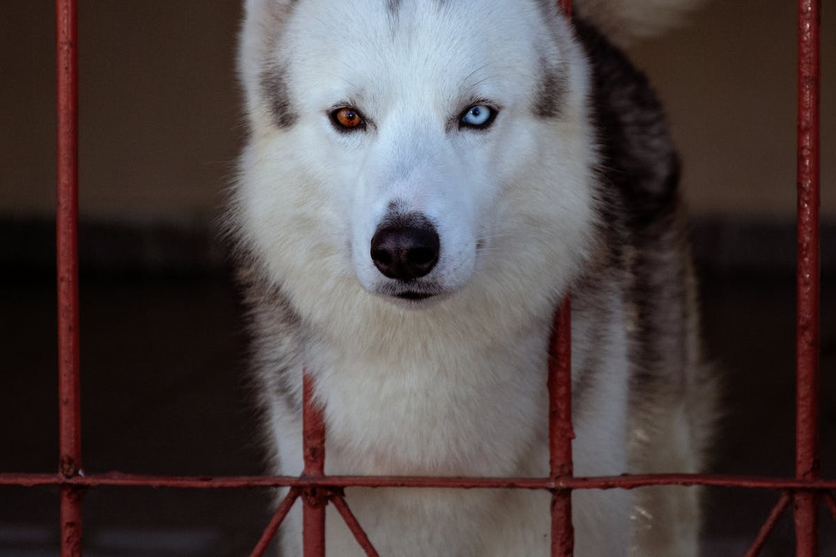hospedagem e hotelzinho creche para PET Lylicas Dog Hotel raca de cachorro husky siberiano