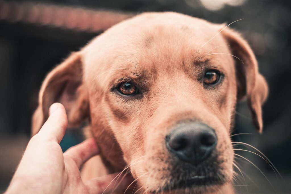hospedagem e hotelzinho creche para PET Lylicas Dog Hotel raca de cachorro jagdterrier 22