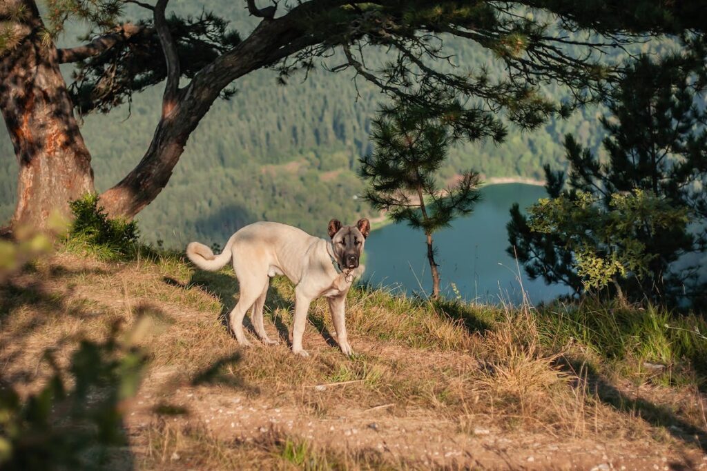 hospedagem e hotelzinho creche para PET Lylicas Dog Hotel raca de cachorro kangal