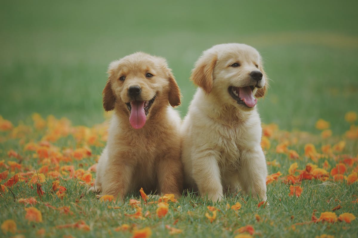 hospedagem e hotelzinho creche para PET Lylicas Dog Hotel raca de cachorro labrador retriever