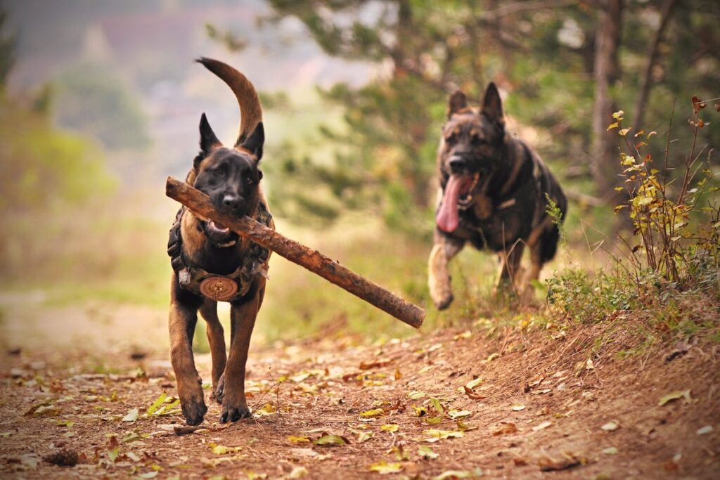 hospedagem e hotelzinho creche para PET Lylicas Dog Hotel raca de cachorro malinois 4