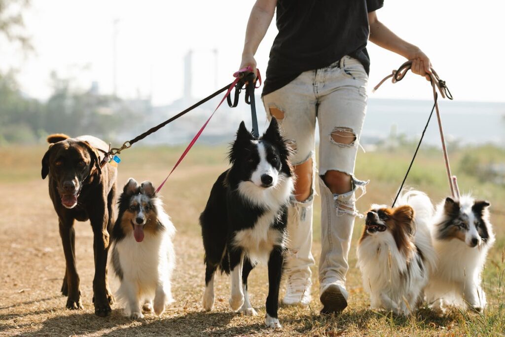 hospedagem e hotelzinho creche para PET Lylicas Dog Hotel raca de cachorro maremma sheepdog 4
