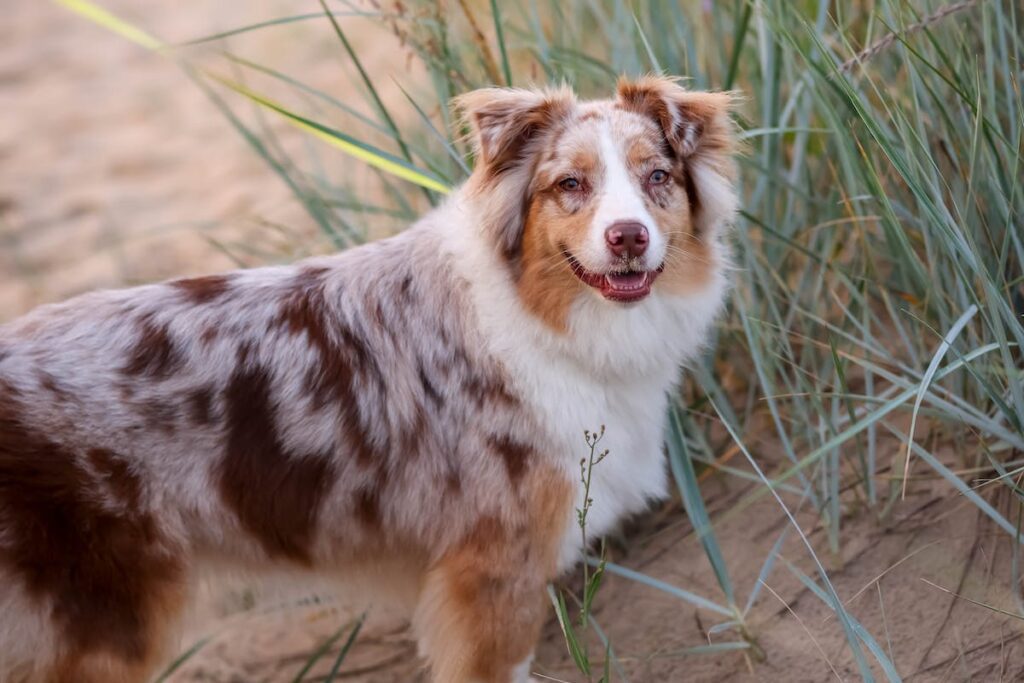 hospedagem e hotelzinho creche para PET Lylicas Dog Hotel raca de cachorro old time farm shepherd