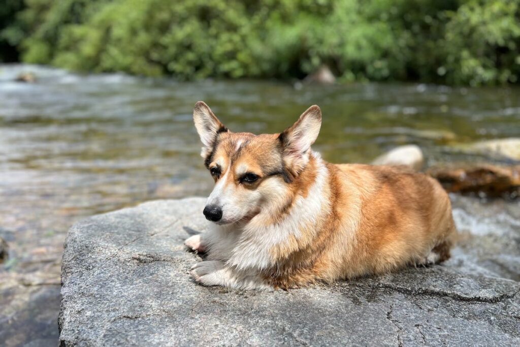 hospedagem e hotelzinho creche para PET Lylicas Dog Hotel raca de cachorro pembroke welsh corgi