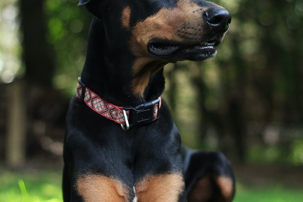 hospedagem e hotelzinho creche para PET Lylicas Dog Hotel raca de cachorro pinscher