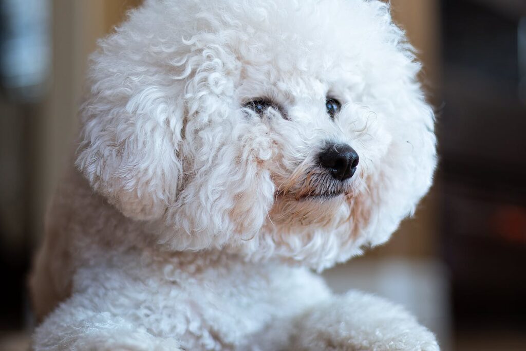 hospedagem e hotelzinho creche para PET Lylicas Dog Hotel raca de cachorro poodle