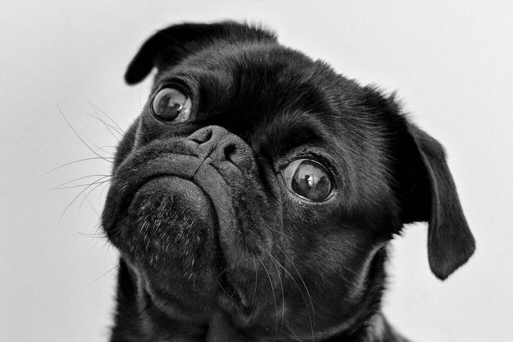 hospedagem e hotelzinho creche para PET Lylicas Dog Hotel raca de cachorro pug