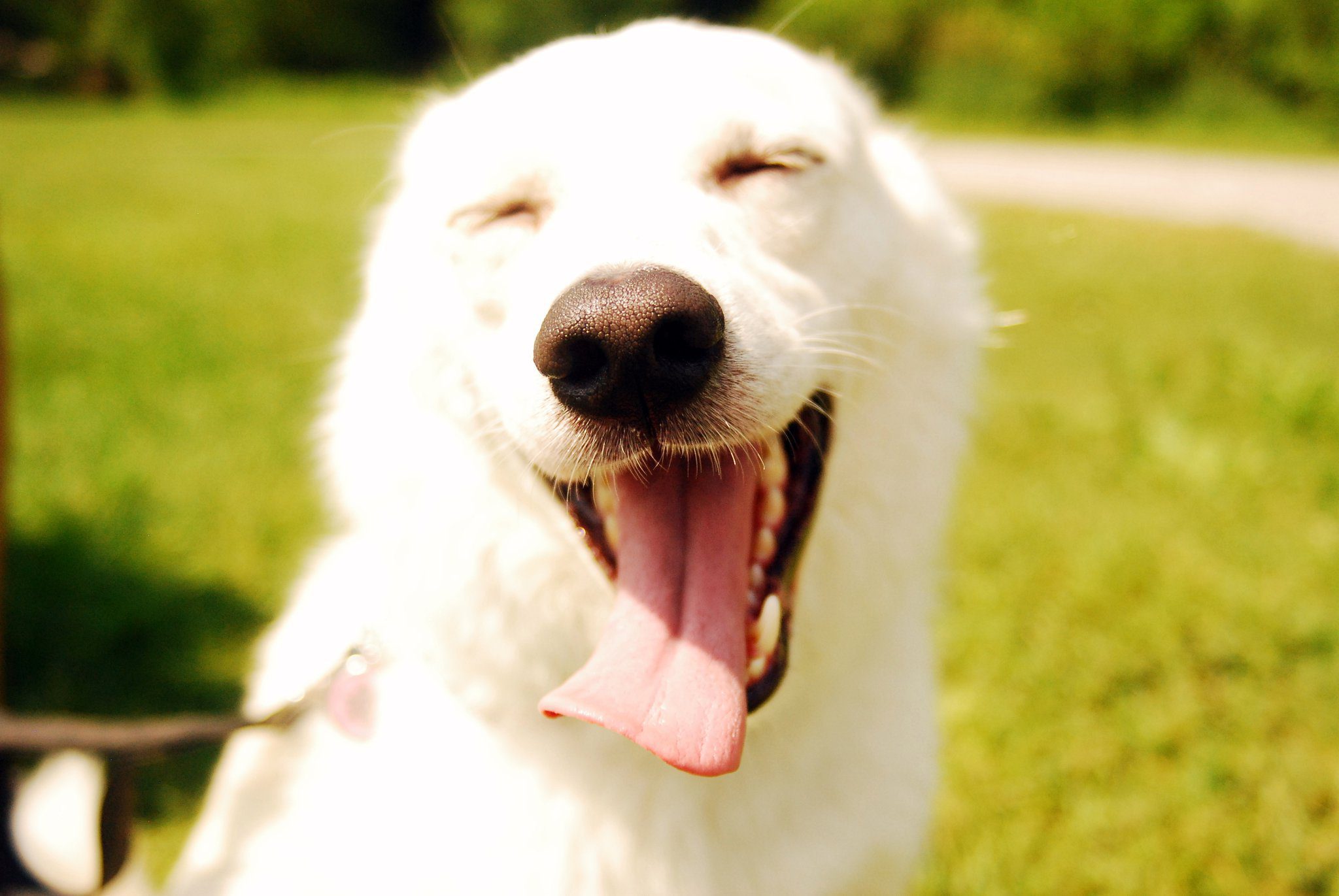 hospedagem e hotelzinho creche para PET Lylicas Dog Hotel recebendo patinhas felizes 5 dicas para encantar seu caozinho
