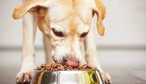 hospedagem e hotelzinho creche para PET Lylicas Dog Hotel saude e felicidade como o afeto contribui para o bem estar do seu animal de estimacao