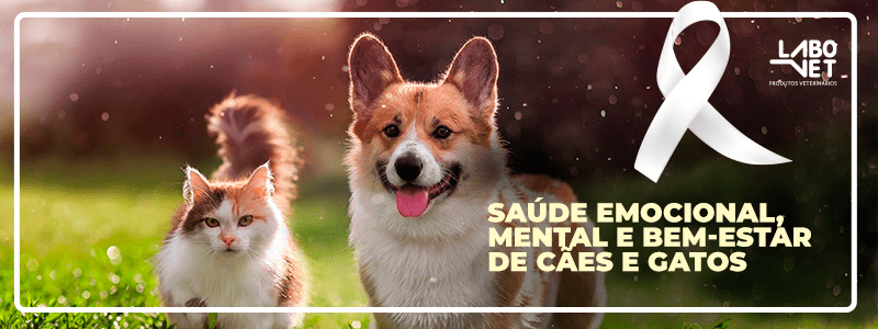 hospedagem e hotelzinho creche para PET Lylicas Dog Hotel saude mental canina identificando sinais de bem estar no seu pet