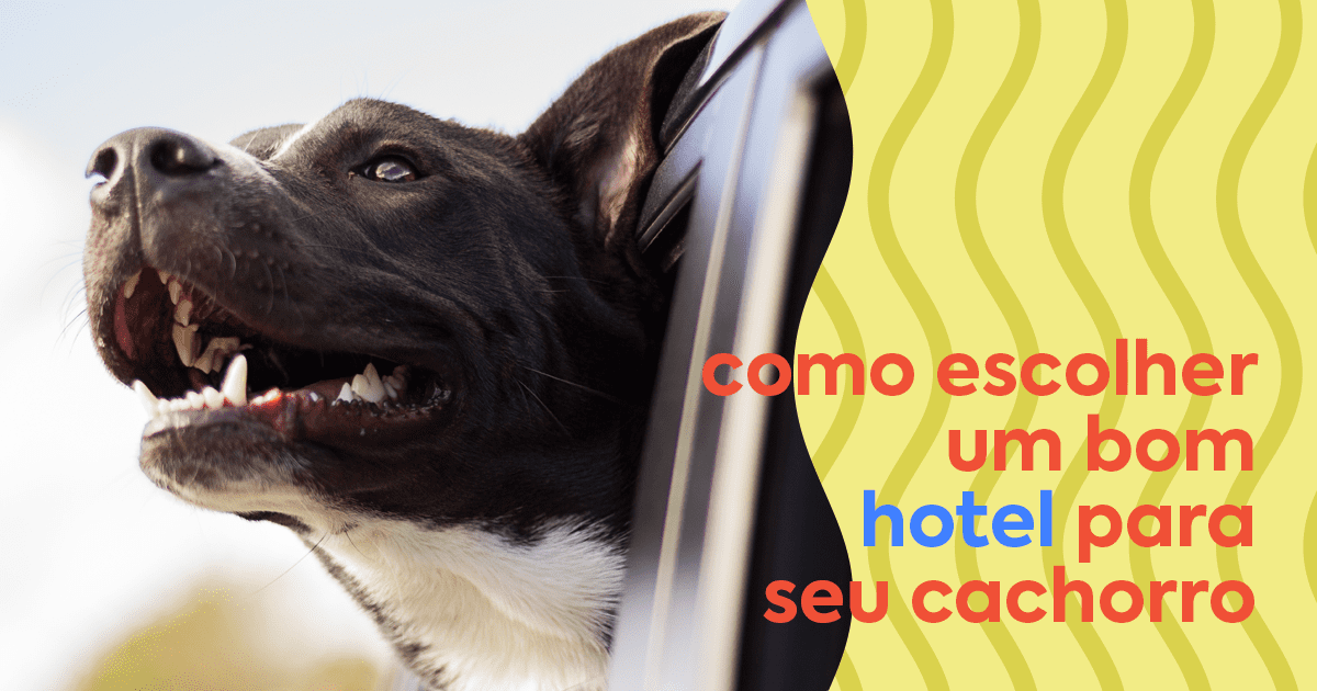 hospedagem e hotelzinho creche para PET Lylicas Dog Hotel seu pet merece o melhor como escolher uma creche ou hotel canino de qualidade com o hotel para cachorro lylicas