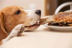 hospedagem e hotelzinho creche para PET Lylicas Dog Hotel super alimentacao
