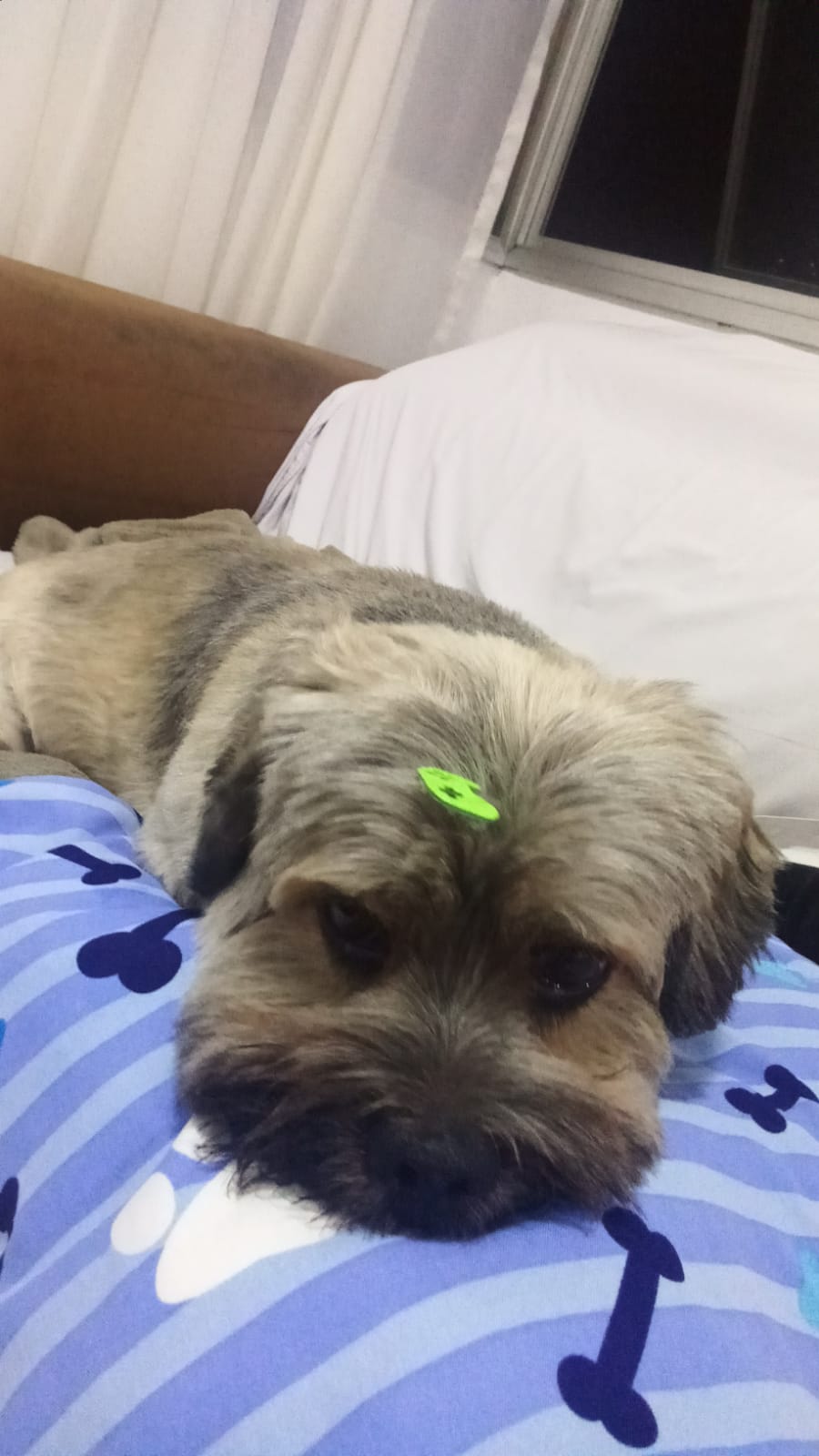 hospedagem e hotelzinho creche para PET Lylicas Dog Hotel toy lhasa apso