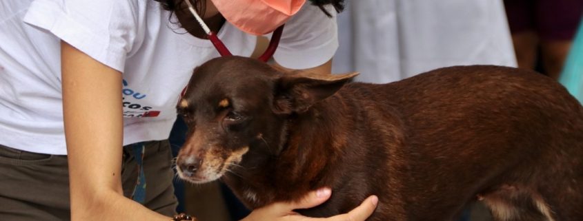 hospedagem e hotelzinho creche para PET Lylicas Dog Hotel tratando seu pet com amor e carinho nossa abordagem para cuidar dos animais