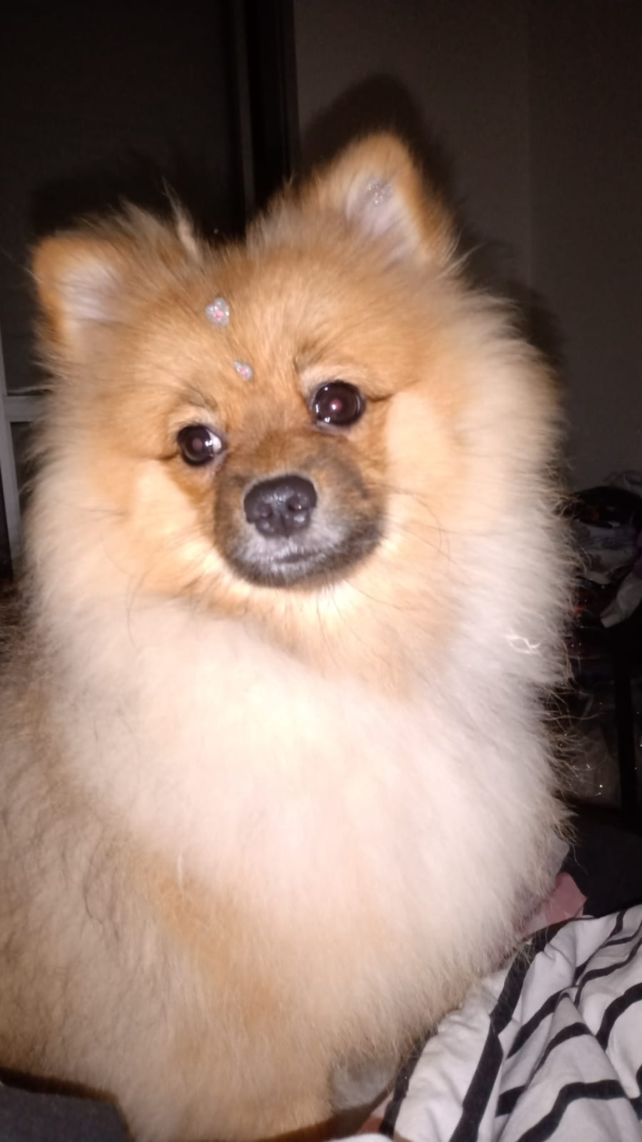 hospedagem cachorro zoe-Raça Zwergspitz - sub-raça de Spitz Alemão